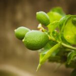 Limone in vaso con foglie ingiallite, segno di eccesso o carenza d'acqua.