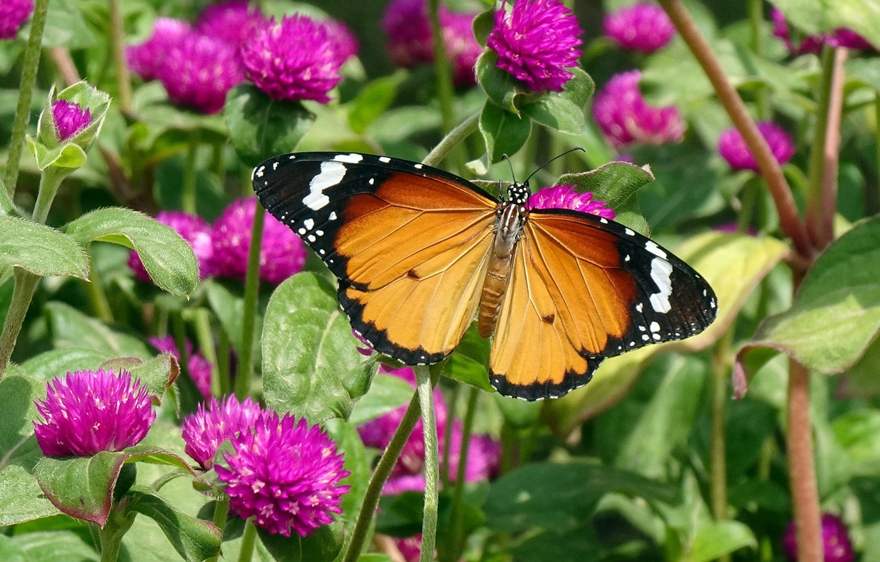 Giardino fiorito con farfalle colorate che svolazzano tra le piante.