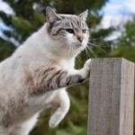 Gatto che usa un graffiatoio accanto a un divano, illustrando un metodo per evitare graffi.