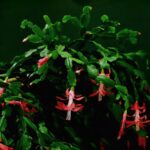 Cactus di Natale fiorito, con petali rossi e verdi, su sfondo naturale. Guida alla cura per fioritura continua.