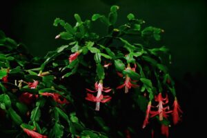 Cactus di Natale fiorito, con petali rossi e verdi, su sfondo naturale. Guida alla cura per fioritura continua.