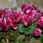 Ciclamino in fiore con gocce d'acqua, illustra errori nell'irrigazione per una fioritura duratura.