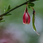 Fiore che si muove al ritmo della musica, rappresentato in un ambiente naturale.