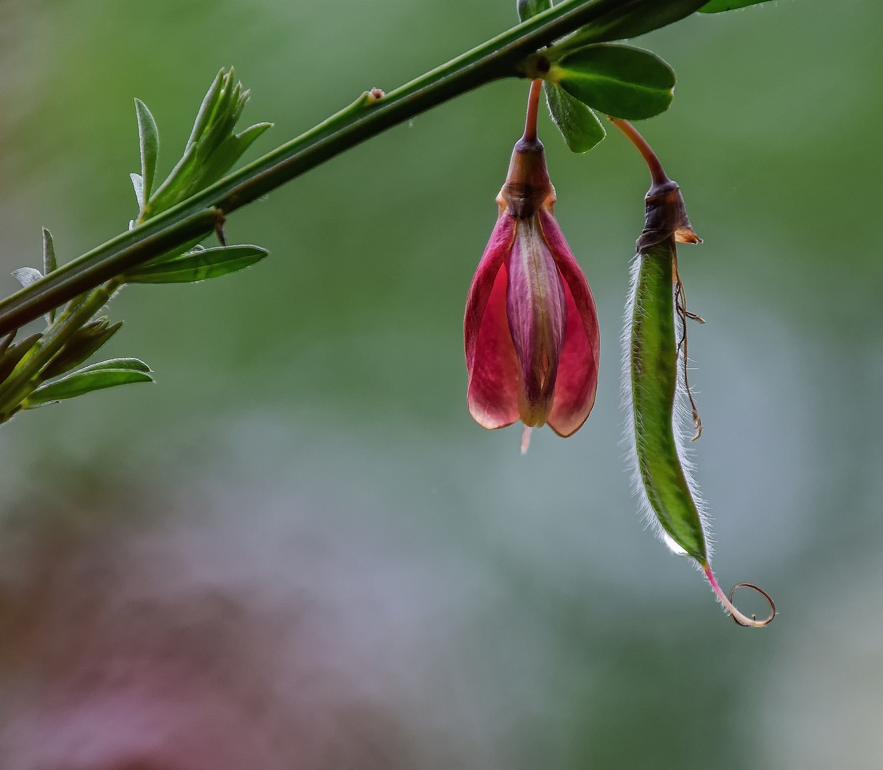 Fiore che si muove al ritmo della musica, rappresentato in un ambiente naturale.
