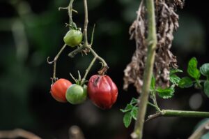 Pomodori in un orto, evidenziando l'errore comune che ne ostacola la crescita.
