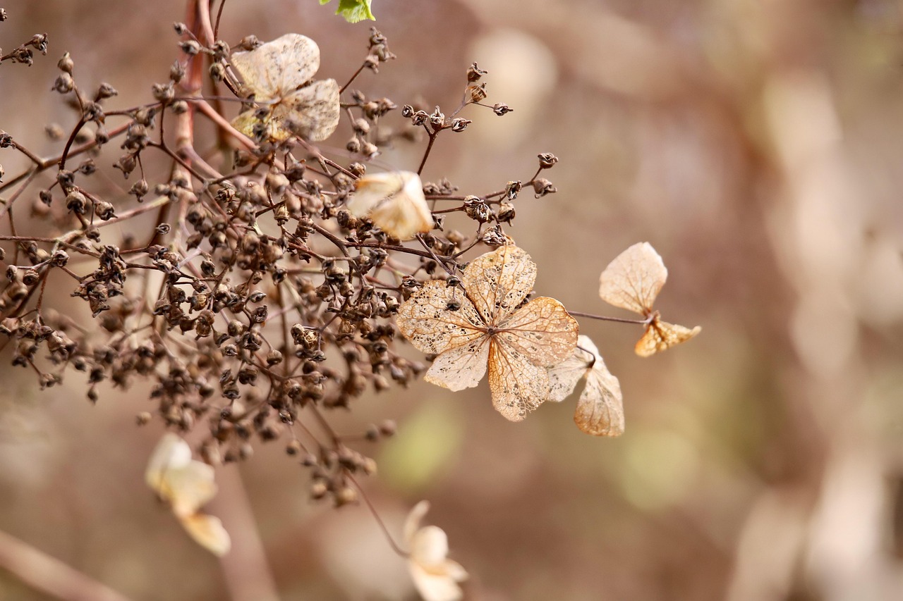 Ortensie autunnali in giardino, evidenziando un errore comune nella cura delle piante.