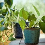 Pothos in un vaso, vegetazione verde rigogliosa e foglie lucide, ideale per un ambiente luminoso.