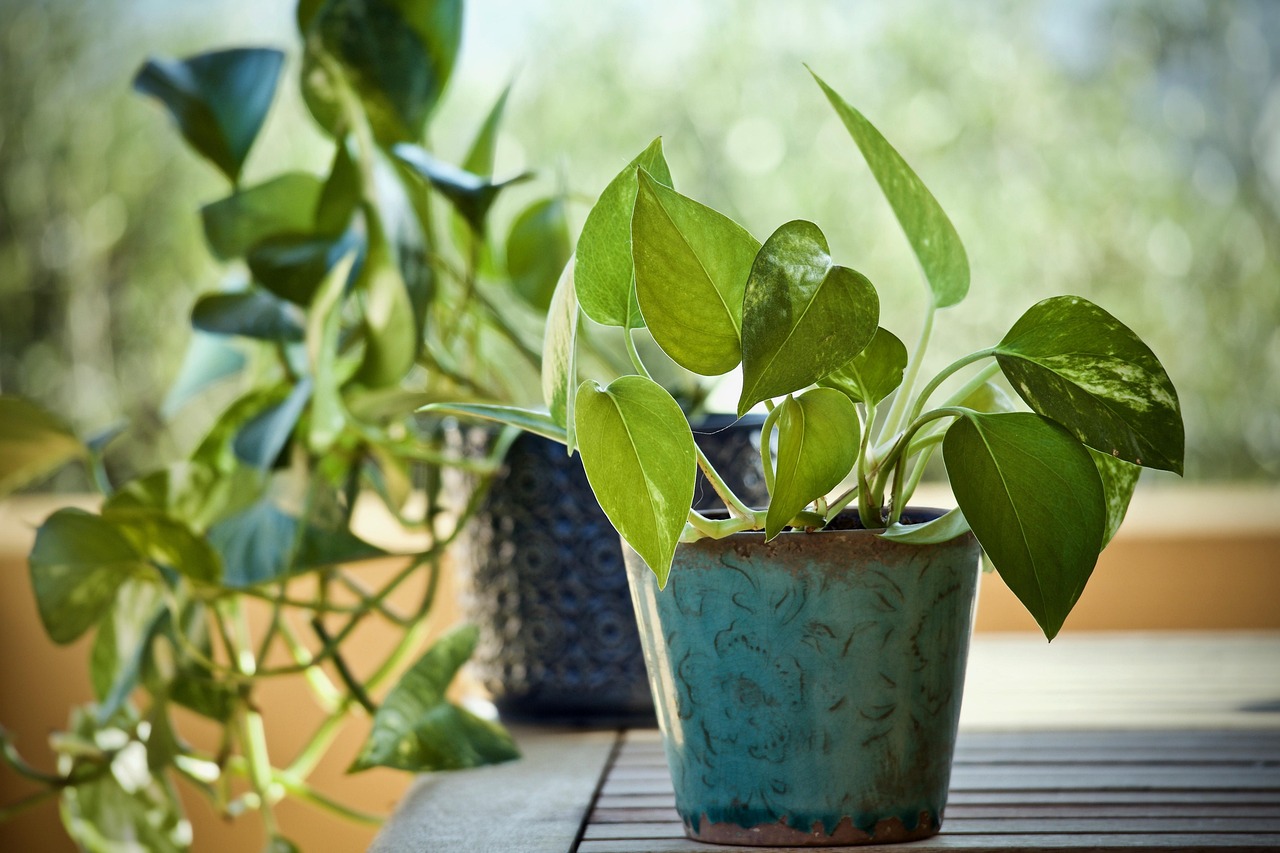 Pothos in un vaso, vegetazione verde rigogliosa e foglie lucide, ideale per un ambiente luminoso.