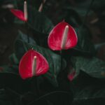 Fiore di anthurium con foglie verdi, simbolo di bellezza e cura nella guida alla crescita.