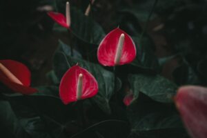 Fiore di anthurium con foglie verdi, simbolo di bellezza e cura nella guida alla crescita.