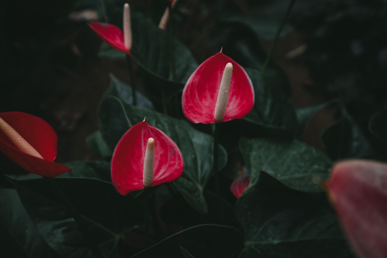Fiore di anthurium con foglie verdi, simbolo di bellezza e cura nella guida alla crescita.
