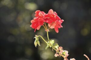 Gerani in fiore con rametti spezzati, tecnica per una fioritura rigogliosa e a cascata.