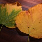 Foglie ingiallite di una pianta con rimedi naturali in evidenza sul tavolo da giardinaggio.