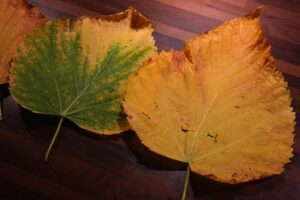 Foglie ingiallite di una pianta con rimedi naturali in evidenza sul tavolo da giardinaggio.