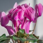 Ciclamino con fiori appassiti e foglie ingiallite, segno di eccessivo calore.