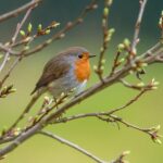 Pettirosso che si nutre di semi e frutta in un giardino accogliente.