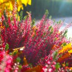 Piante da esterno autunnali resistenti al freddo, colorate e rigogliose in un giardino.