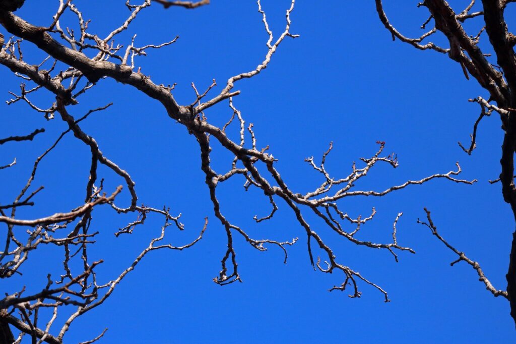 Potature di gennaio: ecco quali alberi tagliare e quali lasciare in pace
