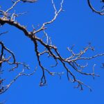 Alberi invernali in fase di potatura a gennaio, con attrezzi da giardinaggio.