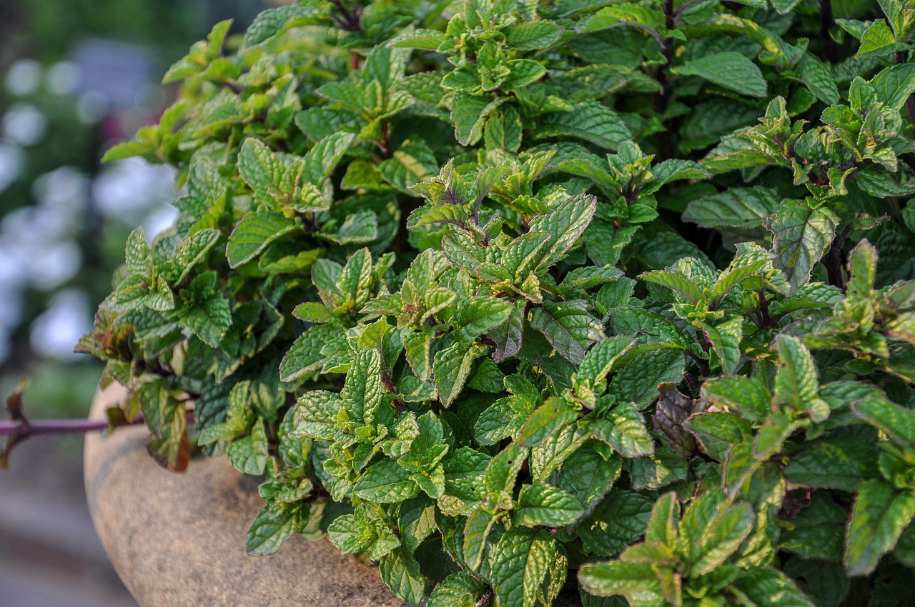 Menta in vaso con avviso su regola importante per la coltivazione.