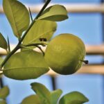 Limone coltivato in casa, pianta verde con frutti gialli su un davanzale soleggiato.