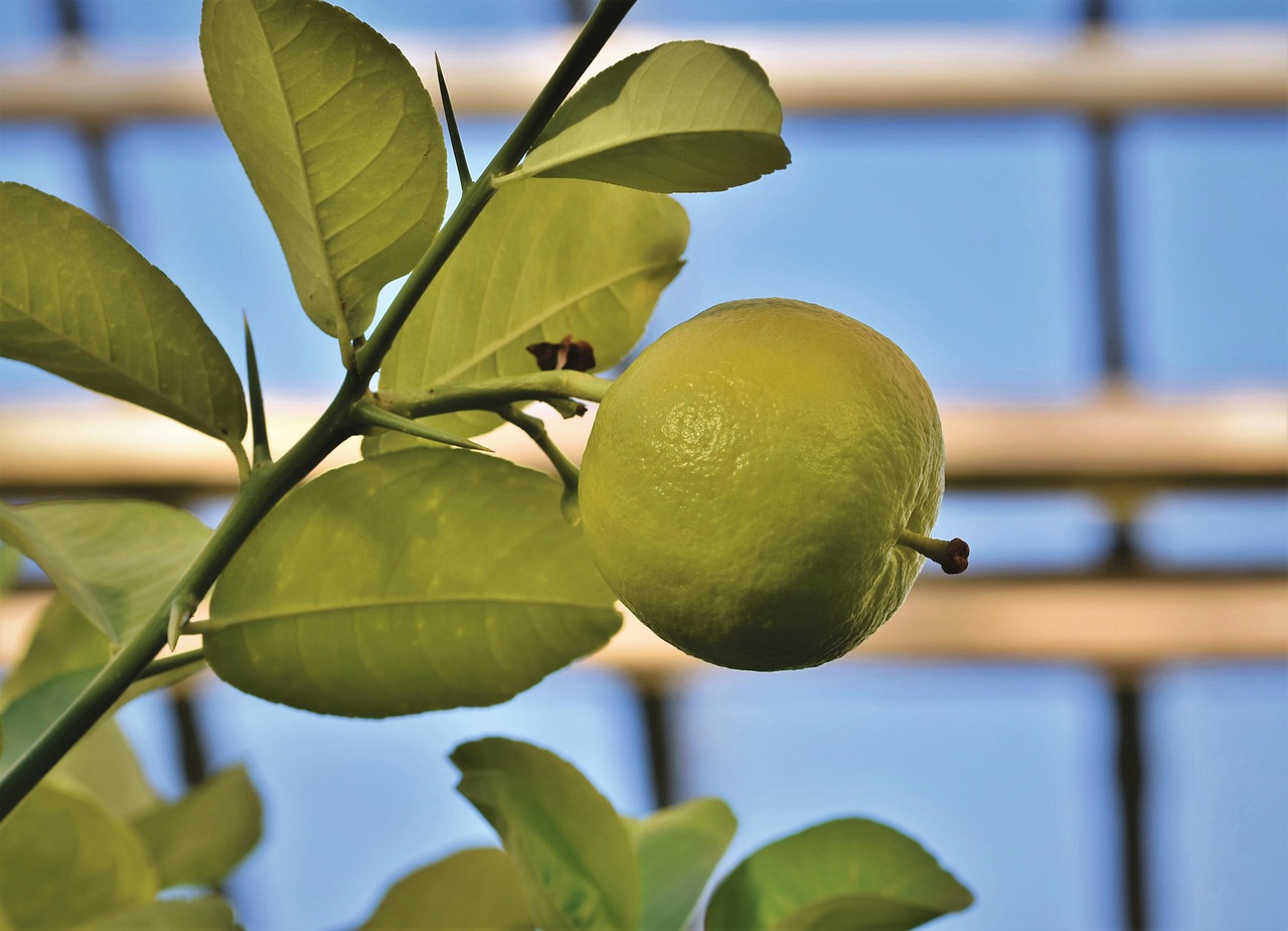 Limone coltivato in casa, pianta verde con frutti gialli su un davanzale soleggiato.