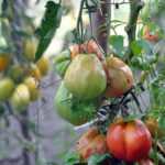 Concime naturale per pomodori, pianta sana e rigogliosa con frutti maturi pronti per la raccolta.