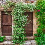 Pianta rampicante fiorita, rigogliosa e resistente, ideale per giardini e balconi.