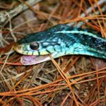 Piante repellenti per serpenti in giardino, con foglie verdi e fiori colorati.