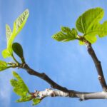 Giardiniere che pota un albero di fico in un giardino.