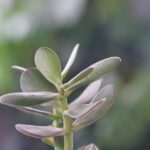 Immagine di un albero di giada con segnalazioni su posizionamenti errati e rischi per la pianta.