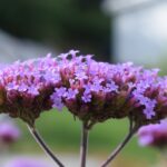 Immagine di piante di verbena fiorite in un giardino, con dettagli su foglie e fiori.