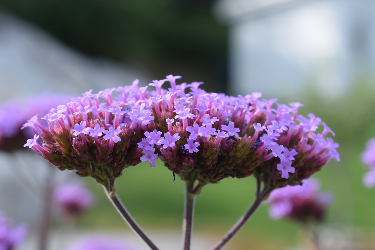 Immagine di piante di verbena fiorite in un giardino, con dettagli su foglie e fiori.