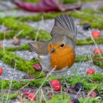 Pettorossi nel giardino, attratti da cibo per uccelli ogni mattina.