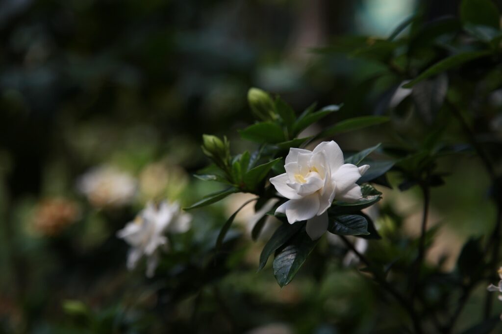 Come coltivare la gardenia: ecco il trucco dell’esperto
