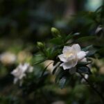 Immagine di una gardenia fiorita con foglie verdi, simbolo di cura e coltivazione esperta.