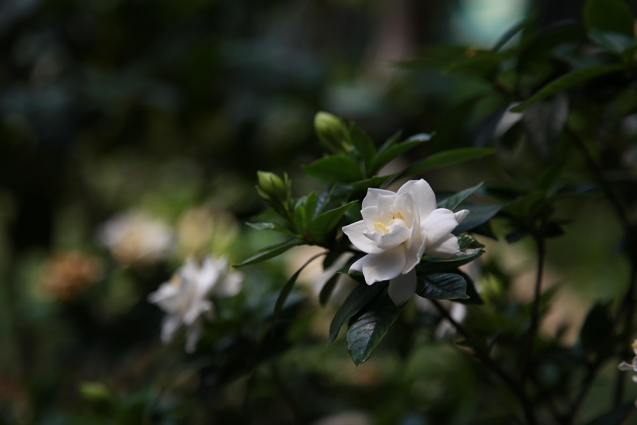 Immagine di una gardenia fiorita con foglie verdi, simbolo di cura e coltivazione esperta.