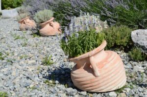 Pianta di lavanda con fiori viola, evidenziando errori comuni nella cura e ricrescita.