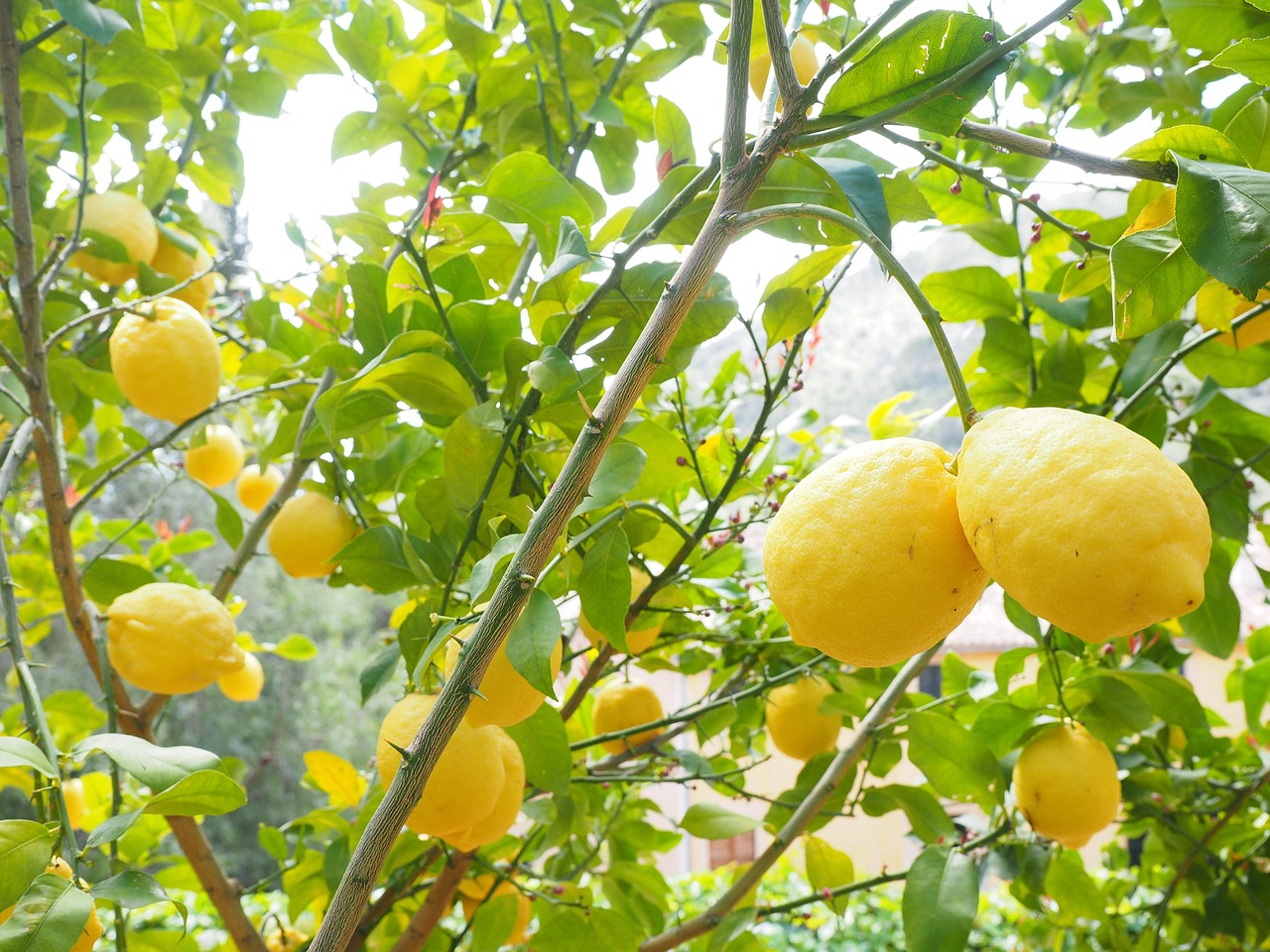 Concime ideale per alberi di limone, con fiori e frutti rigogliosi in un giardino soleggiato.