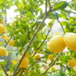 Concime per limoni in un vaso con foglie verdi e fiori bianchi, simbolo di crescita e salute.