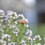 Pianta aromatica verde, con foglie fresche, ideale per allontanare insetti e facile da coltivare in giardino.