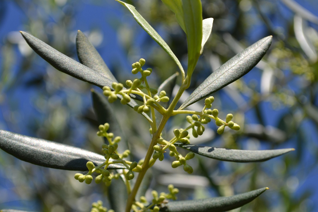 Ulivo carico di olive mature, simbolo di una raccolta abbondante e sana, in un campo soleggiato.