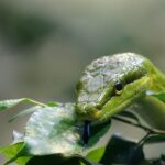 Giardiniere mentre applica strategie botaniche per allontanare i serpenti dal giardino.